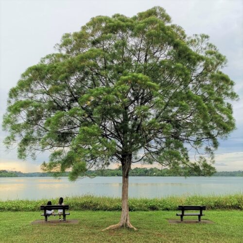 upper seletar reservoir park