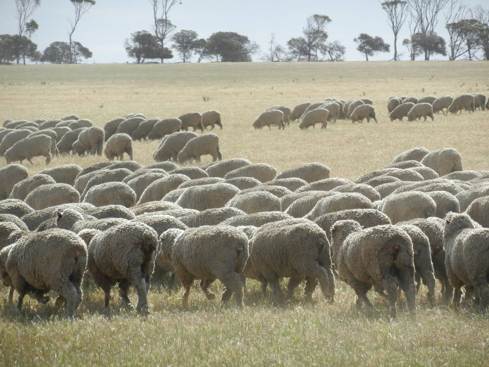 wagin south west australia road trip