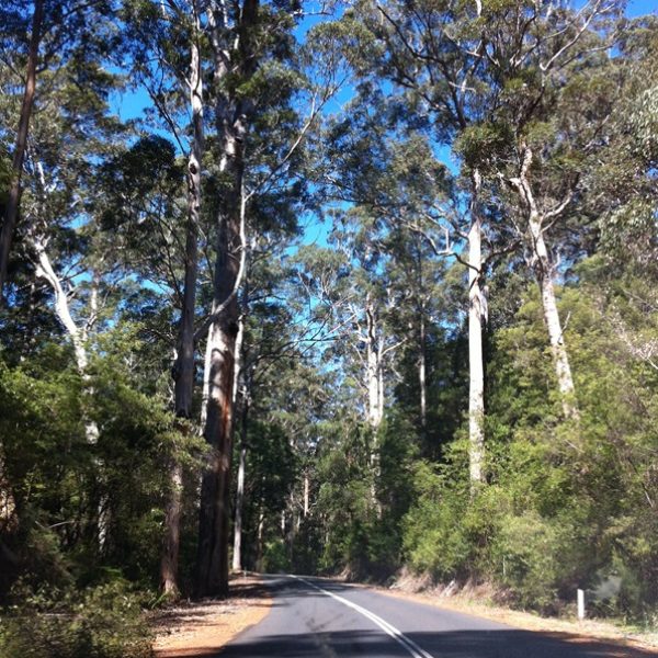Pemberton south west australia road trip