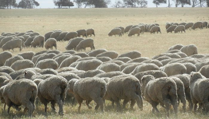 wagin south west australia road trip